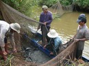 Miền Tây cạn kiệt cá đồng Miền Tây cạn kiệt cá đồng