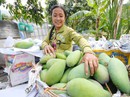Trồng xoài 3 màu nuôi con du học Trồng xoài 3 màu nuôi con du học