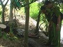 Chết oan vì dùng điện bẫy chuột phá dưa hấu Chết oan vì dùng điện bẫy chuột phá dưa hấu