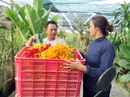 Làm giàu nhờ hoa lan Mokara ở vùng nắng gió Làm giàu nhờ hoa lan Mokara ở vùng nắng gió