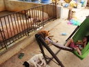 Sau 2 ngày bị cưỡng chế, 120 con heo phơi nắng, chết dần Sau 2 ngày bị cưỡng chế, 120 con heo phơi nắng, chết dần