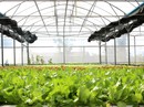 Veeteq Farm: Nông sản an toàn cho trái tim xanh Veeteq Farm: Nông sản an toàn cho trái tim xanh