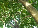Dự án tỉ đô trồng mắc ca ở Tây Nguyên giờ ra sao? Dự án tỉ đô trồng mắc ca ở Tây Nguyên giờ ra sao?