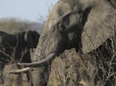 Túng tiền, Zimbabwe bán 35 con voi cho Trung Quốc Túng tiền, Zimbabwe bán 35 con voi cho Trung Quốc