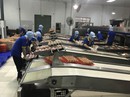 Sau heo, đến lượt trứng gà được dán tem Sau heo, đến lượt trứng gà được dán tem