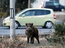 Lợn phóng xạ đe dọa đường về nhà của người dân Fukushima Lợn phóng xạ đe dọa đường về nhà của người dân Fukushima