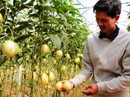 Tháo nút thắt để nông nghiệp phát triển Tháo nút thắt để nông nghiệp phát triển