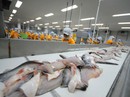 Lo ách tắc cá tra xuất sang Mỹ Lo ách tắc cá tra xuất sang Mỹ