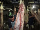 Cứu đàn heo tồn Cứu đàn heo tồn