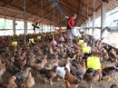 Nuôi đàn gà, bù lỗ 100 triệu đồng mỗi ngày! Nuôi đàn gà, bù lỗ 100 triệu đồng mỗi ngày!
