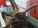 Sau tôm hùm Alaska đến sốt cua hoàng đế Sau tôm hùm Alaska đến sốt cua hoàng đế