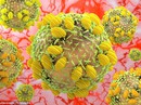 Số người chết vì bệnh gan nhiều hơn AIDS và lao Số người chết vì bệnh gan nhiều hơn AIDS và lao