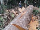 Buông lỏng quản lý rừng Buông lỏng quản lý rừng