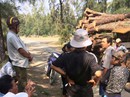 Công khai phá rừng phòng hộ? Công khai phá rừng phòng hộ?