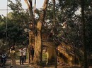 Ly kỳ vụ mua bán cây sưa 24,5 tỉ ở Bắc Ninh Ly kỳ vụ mua bán cây sưa 24,5 tỉ ở Bắc Ninh