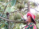 Tự tin trên đồng quê Tự tin trên đồng quê