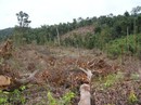 Bảo vệ "báu vật" Sơn Trà: Làm đi, đừng hứa nữa! Bảo vệ "báu vật" Sơn Trà: Làm đi, đừng hứa nữa!