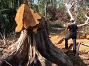 Lâm tặc đến nhà đe dọa kiểm lâm Lâm tặc đến nhà đe dọa kiểm lâm