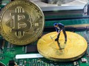 Cơn sốt nhập “trâu cày” Bitcoin Cơn sốt nhập “trâu cày” Bitcoin
