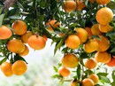 8 loại cam ngon nhất Việt Nam 8 loại cam ngon nhất Việt Nam
