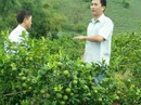 “Phù thủy” ghép chanh đào “Phù thủy” ghép chanh đào