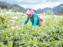 Vốn ngoại chảy mạnh vào ngành dược Vốn ngoại chảy mạnh vào ngành dược