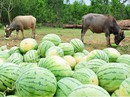 Lo cho nông nghiệp Lo cho nông nghiệp