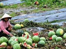 Vì sao liên tục vỡ 'bong bóng' dưa hấu, chuối, heo...? Vì sao liên tục vỡ 'bong bóng' dưa hấu, chuối, heo...?