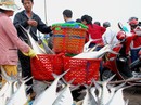 Giây phút ngư dân Quảng Trị chạm mặt đàn cá "trời cho" 6 tỉ Giây phút ngư dân Quảng Trị chạm mặt đàn cá "trời cho" 6 tỉ