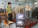 Chiêm ngưỡng bộ xương tê giác Java cuối cùng của Việt Nam Chiêm ngưỡng bộ xương tê giác Java cuối cùng của Việt Nam