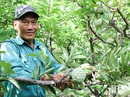 Biến núi đá khô cằn thành "ốc đảo" xanh Biến núi đá khô cằn thành "ốc đảo" xanh