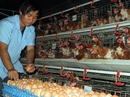 Sau thịt heo, trứng gà sắp phải giải cứu? Sau thịt heo, trứng gà sắp phải giải cứu?