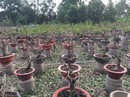 Chủ vườn mai hồi hộp chờ Tết Chủ vườn mai hồi hộp chờ Tết