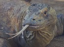 "Lấy độc trị độc" bằng máu rồng Komodo "Lấy độc trị độc" bằng máu rồng Komodo