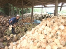 Doanh nghiệp Bến Tre phải nhập dừa về chế biến Doanh nghiệp Bến Tre phải nhập dừa về chế biến