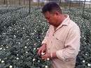 Cúc trắng Đà Lạt đi Hàn, đem về tiền tỉ Cúc trắng Đà Lạt đi Hàn, đem về tiền tỉ