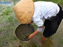 Nổi da gà với món đặc sản nòng nọc ở Ba Tơ Nổi da gà với món đặc sản nòng nọc ở Ba Tơ