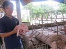 Giá thịt heo sắp tăng mạnh? Giá thịt heo sắp tăng mạnh?