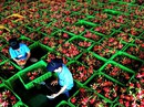 Doanh nghiệp Việt 'từ chối' cả đơn đặt hàng của siêu thị Mỹ, Dubai Doanh nghiệp Việt 'từ chối' cả đơn đặt hàng của siêu thị Mỹ, Dubai