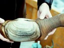 Các bà nội trợ đua nhau mua ốc vòi voi có hình "của quý" Các bà nội trợ đua nhau mua ốc vòi voi có hình "của quý"