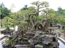 “Vi hành” làng cây cảnh thế khủng, cực chất “Vi hành” làng cây cảnh thế khủng, cực chất