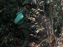 Lạ lùng chuyện mua chim trên cây ở Quảng Bình Lạ lùng chuyện mua chim trên cây ở Quảng Bình