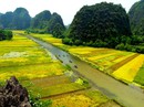 Ngất ngây trước vẻ đẹp Tam Cốc mùa lúa chín Ngất ngây trước vẻ đẹp Tam Cốc mùa lúa chín