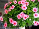 Cây dừa cạn chữa bệnh ung thư Cây dừa cạn chữa bệnh ung thư