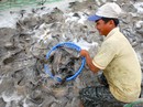 Biến đổi khí hậu là cơ hội phát triển Biến đổi khí hậu là cơ hội phát triển