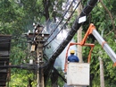 Nhánh cây gãy gây chập điện tại trung tâm Sài Gòn Nhánh cây gãy gây chập điện tại trung tâm Sài Gòn