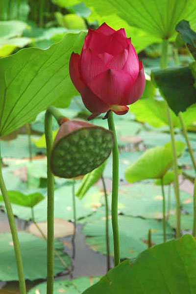 Những loài Hoa Sen đẹp tràn đầy sắc màu và hương thơm sẽ khiến bạn say đắm. Hãy truy cập để chiêm ngưỡng những hình ảnh tuyệt đẹp của các loài Hoa Sen đầy sức sống!