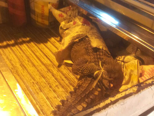 
	Con cá sấu được đem vào trước trụ sở công an phường Nguyễn Cư Trinh (quận 1, TP HCM)