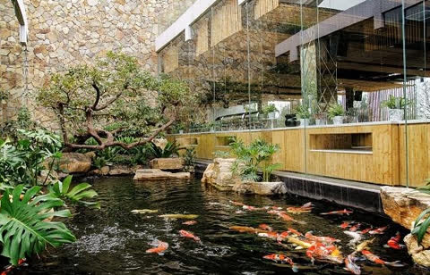 
Hồ Koi tại nhà hàng Aquaria (Dự án Việt Nhật - Cung thể thao dưới nước, Lê Đức Thọ, Từ Liêm, Hà Nội).
