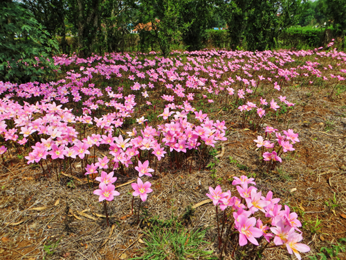 Những bông hoa màu hồng mọc khắp Pyin Oo Lwin.